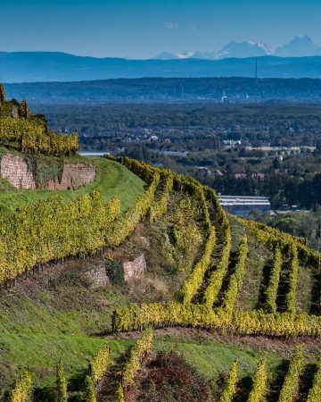 South Alsace Vineyard, A treasure hunt