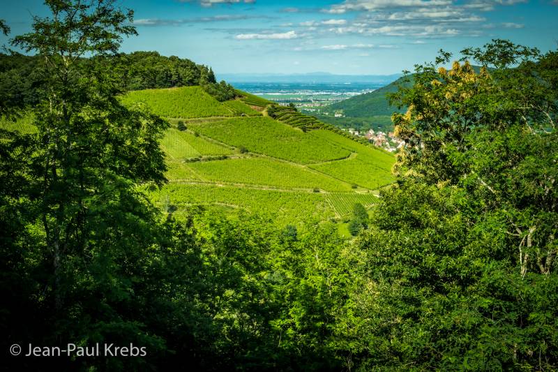 Herrenreben vineyard in Wihr au val a mountain vineyard