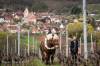 This winemaker use the horse power instead of machine to take care of his vineyard