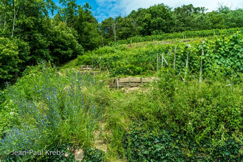 Guebwiller in south Alsace have a beautiful terraced vineyard